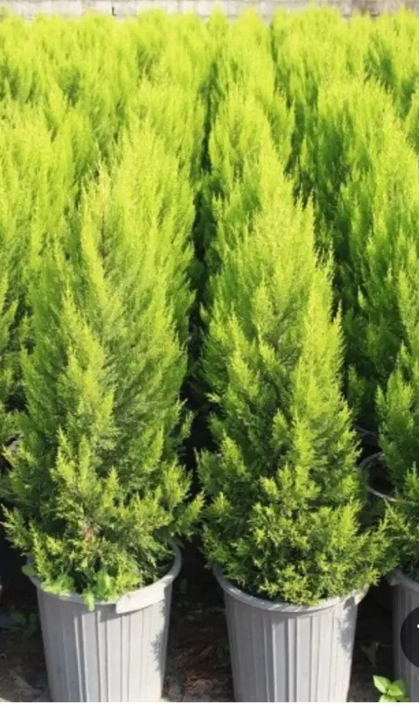 باغبانی|خدمات باغبانی و درختکاری|رباط‌کریم, رباط‌کریم|دیوار