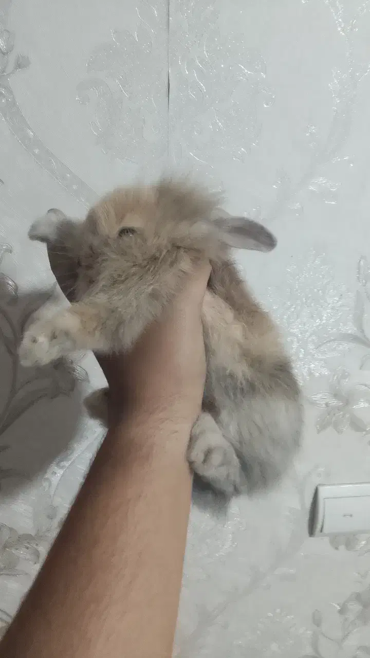 خرگوش لوپ کاملاً سالم با وسایل ‌وقفس|موش و خرگوش|رباط‌کریم, مسکن مهر آبشناسان|دیوار