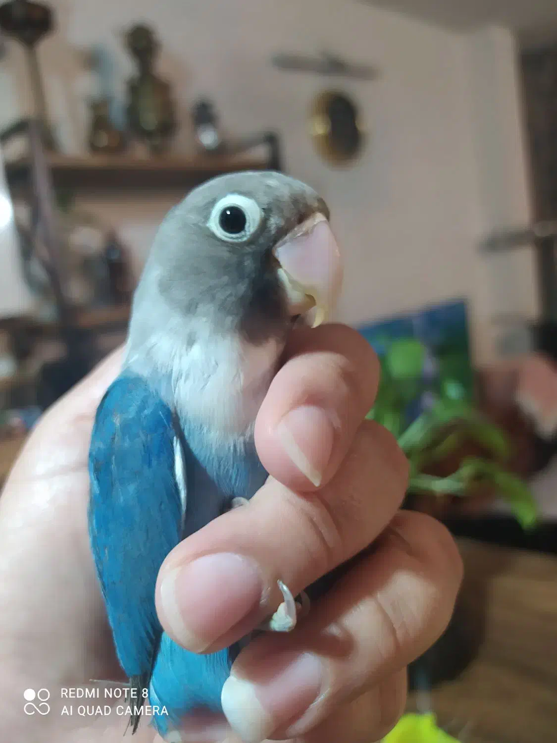 طوطی کوتوله برزیلی|پرنده|رضویه, |دیوار