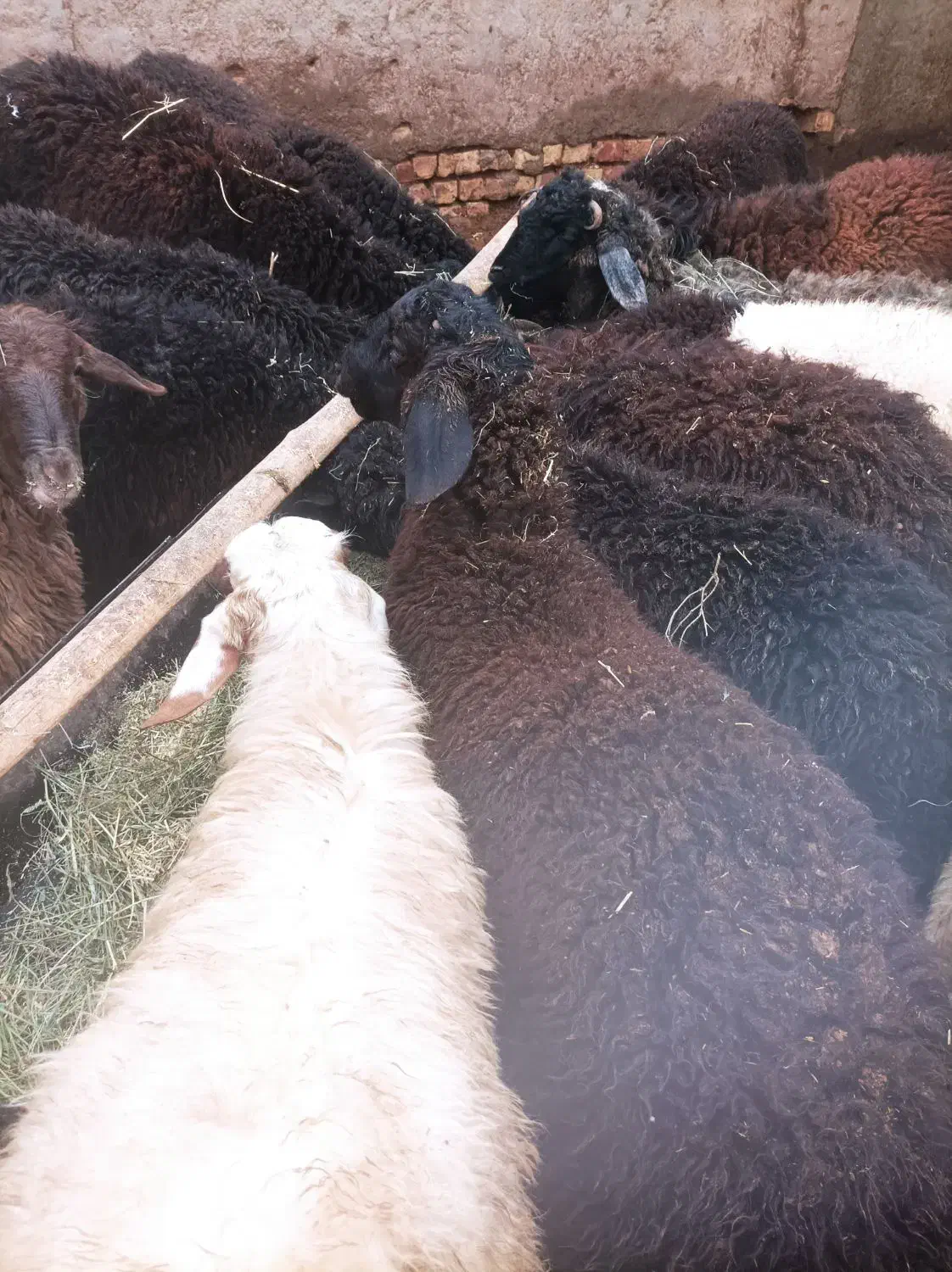 بره نر چاق کشتار|حیوانات مزرعه|ساوه, |دیوار