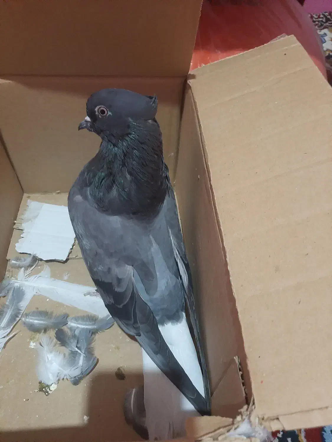 ستا ماده درجه یک|پرنده|شاهینشهر, مسکن مهر|دیوار