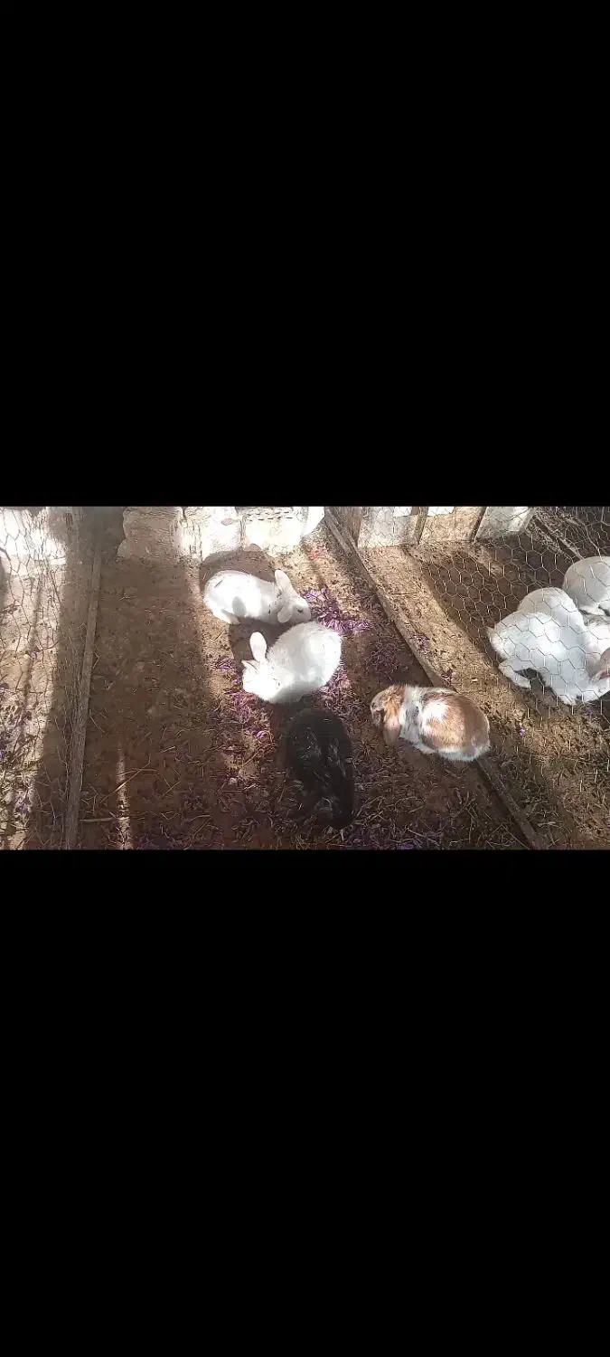 انواع مدل خرگوش|موش و خرگوش|خواف, |دیوار