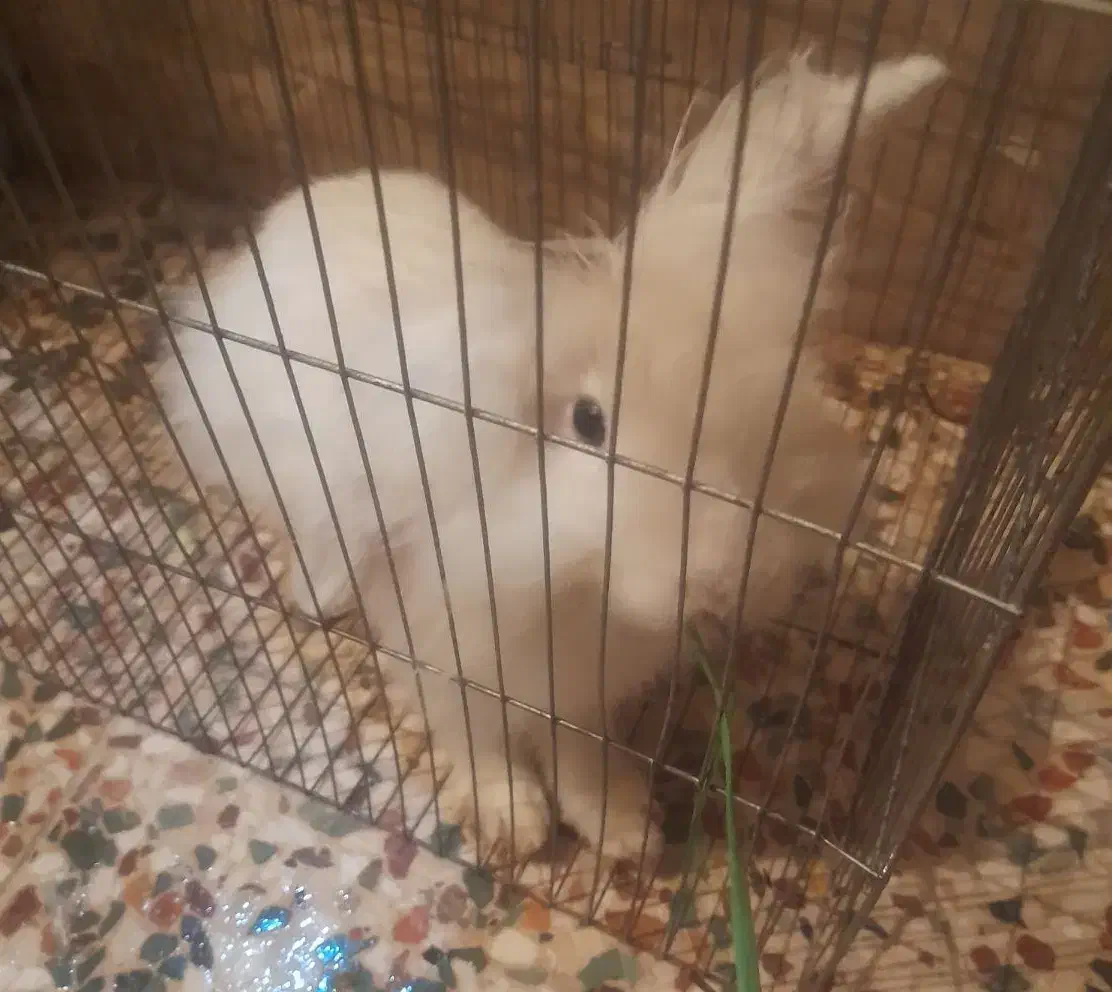 خرگوش|موش و خرگوش|رباط‌کریم, شهرک صنعتی نصیرآباد|دیوار