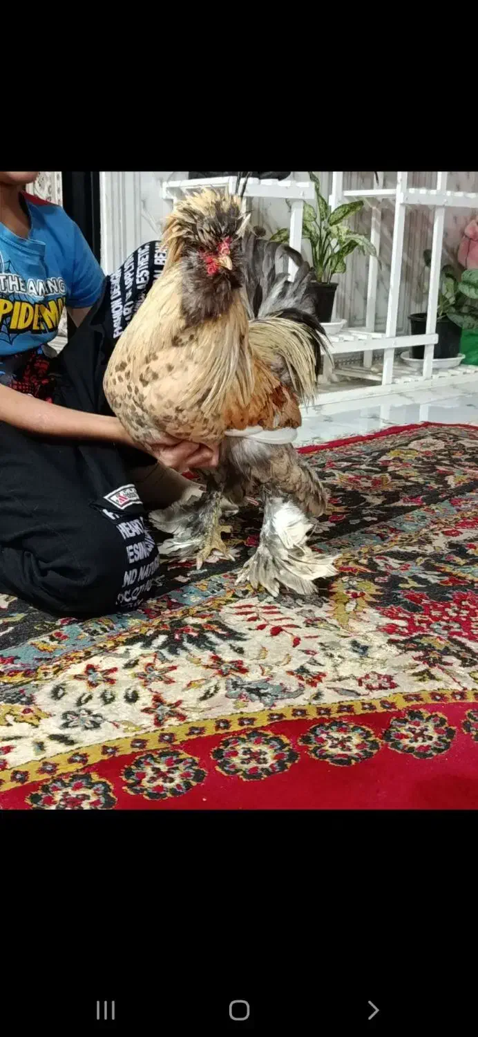 یک عروس هلندی و یک خروس سلطان قیمت مفت|حراج|علیآباد کتول, |دیوار