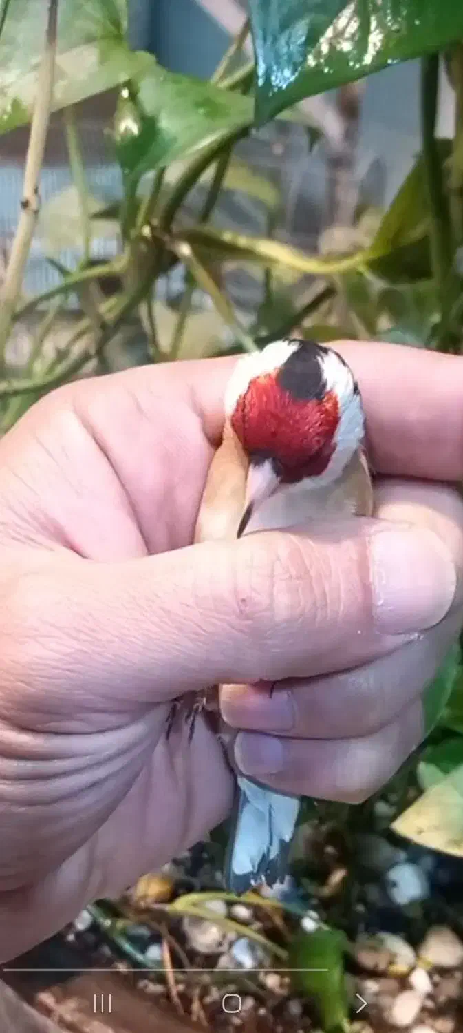 سهره|پرنده|ملارد, |دیوار