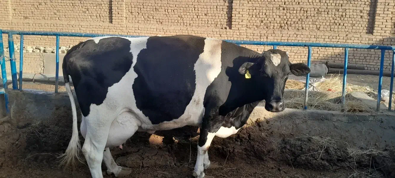 گاو شیری|حیوانات مزرعه|برخوار, |دیوار