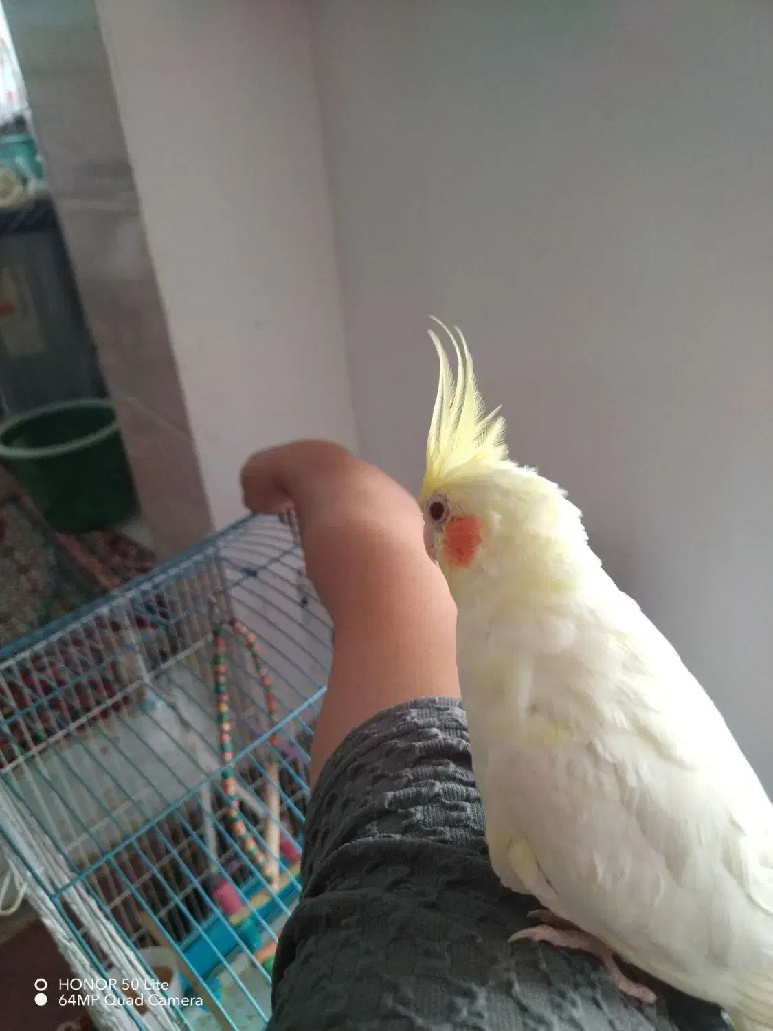 عروس هلندی|پرنده|قیدار, |دیوار