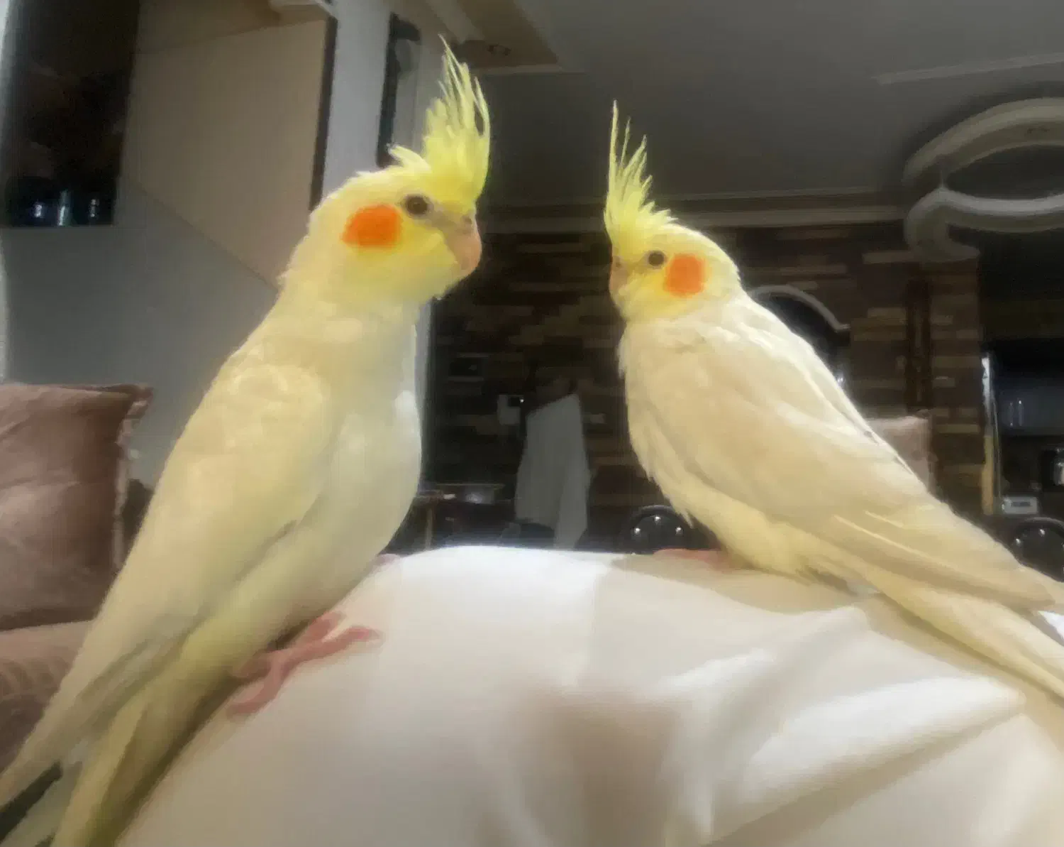 جوجه عروس هلندی|پرنده|شیراز, صنایع الکترونیک|دیوار