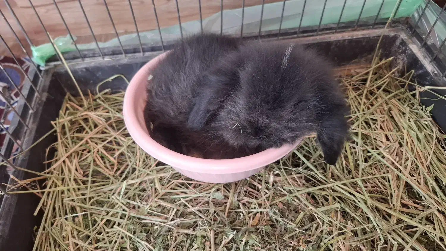 خرگوش مینی لوپ|موش و خرگوش|لشت نشا, |دیوار