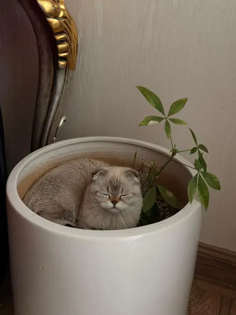 گربه اسکاتی کالر پوینت تبتی|گربه|تبریز, |دیوار