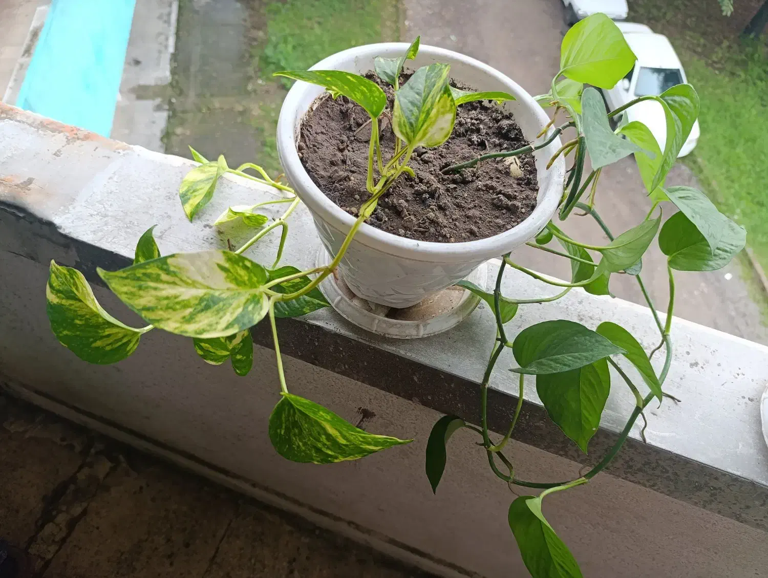 گل های آپارتمانی زیبا|گل و گیاه طبیعی|رشت, نیروی دریایی|دیوار