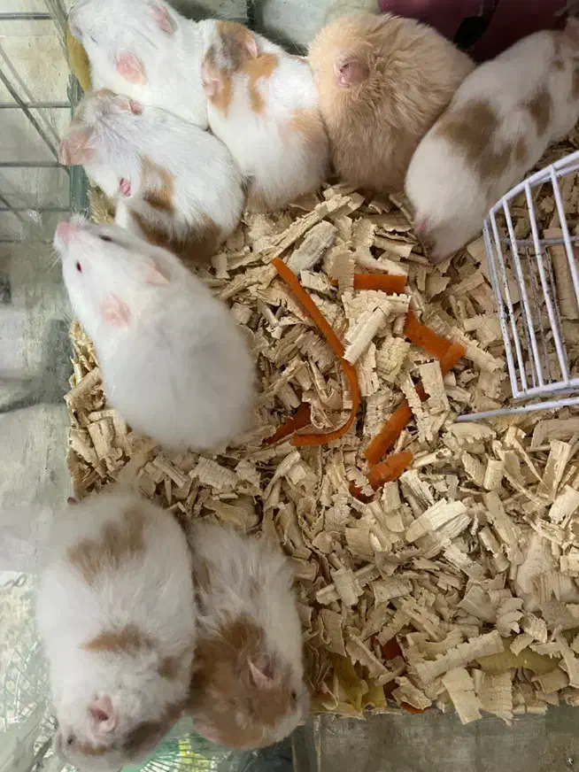 همسترهای مینیاتوری چشم شرابی|موش و خرگوش|چالوس, |دیوار