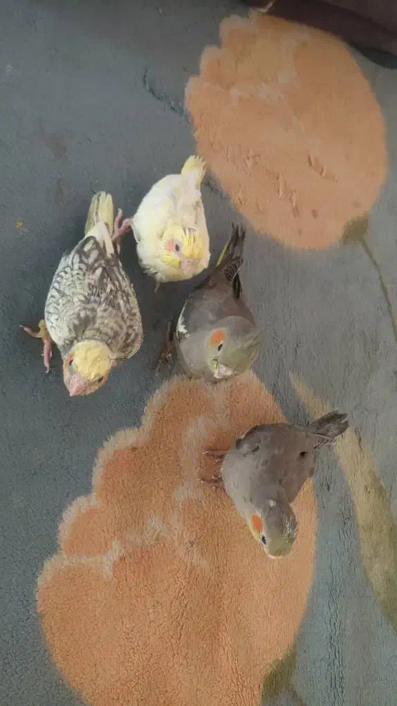 جوجه سی روزه|پرنده|تهران, شهرک دانشگاه|دیوار