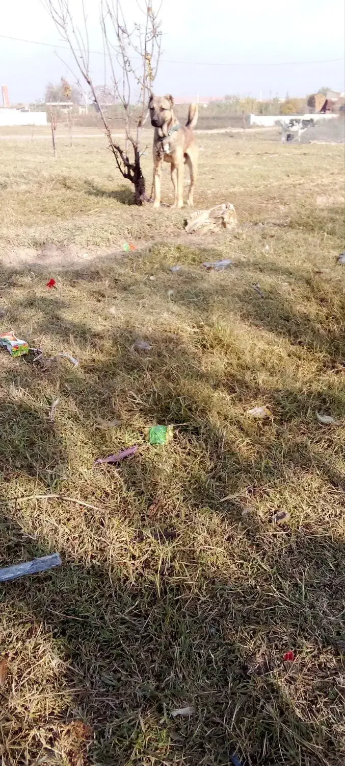 سگ ۱۰ ماهه|سگ|پارس‌آباد, |دیوار