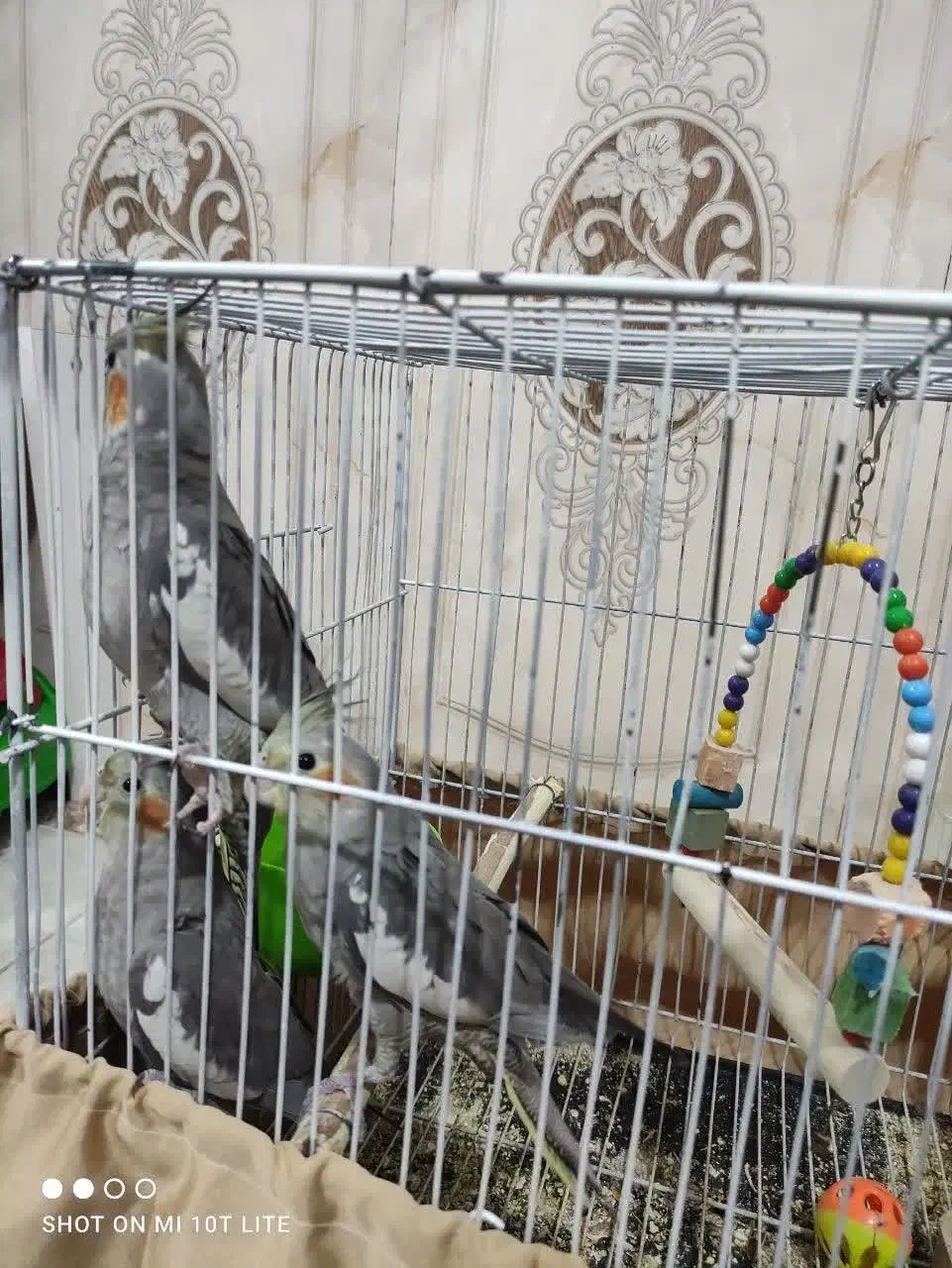 جوجه عروس هلندی|پرنده|مشهد, نیزه|دیوار