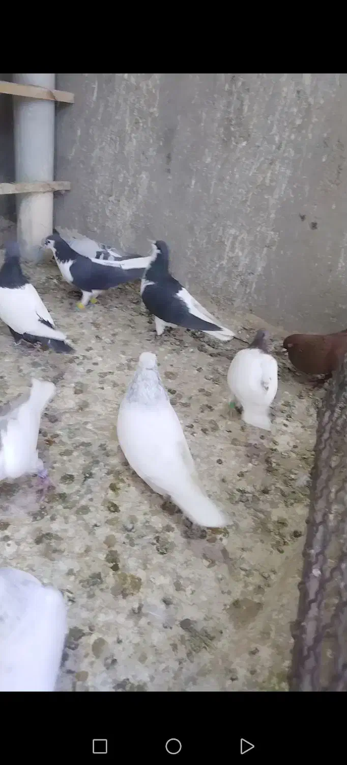 کبوتر پرشی ساده اصلی|پرنده|مشهد, تربیت (صدف)|دیوار