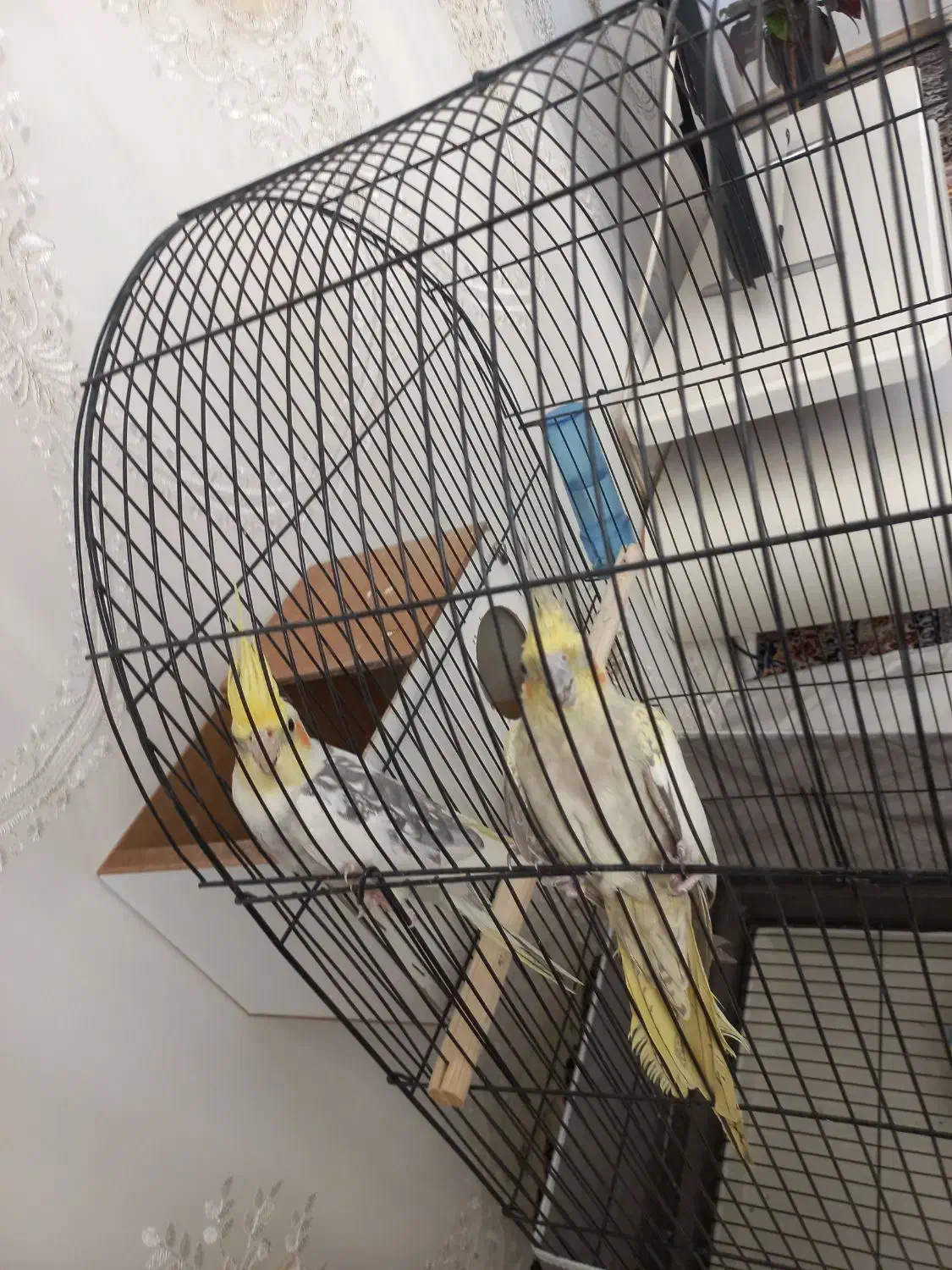 عروس هلندی|پرنده|زاوه, |دیوار