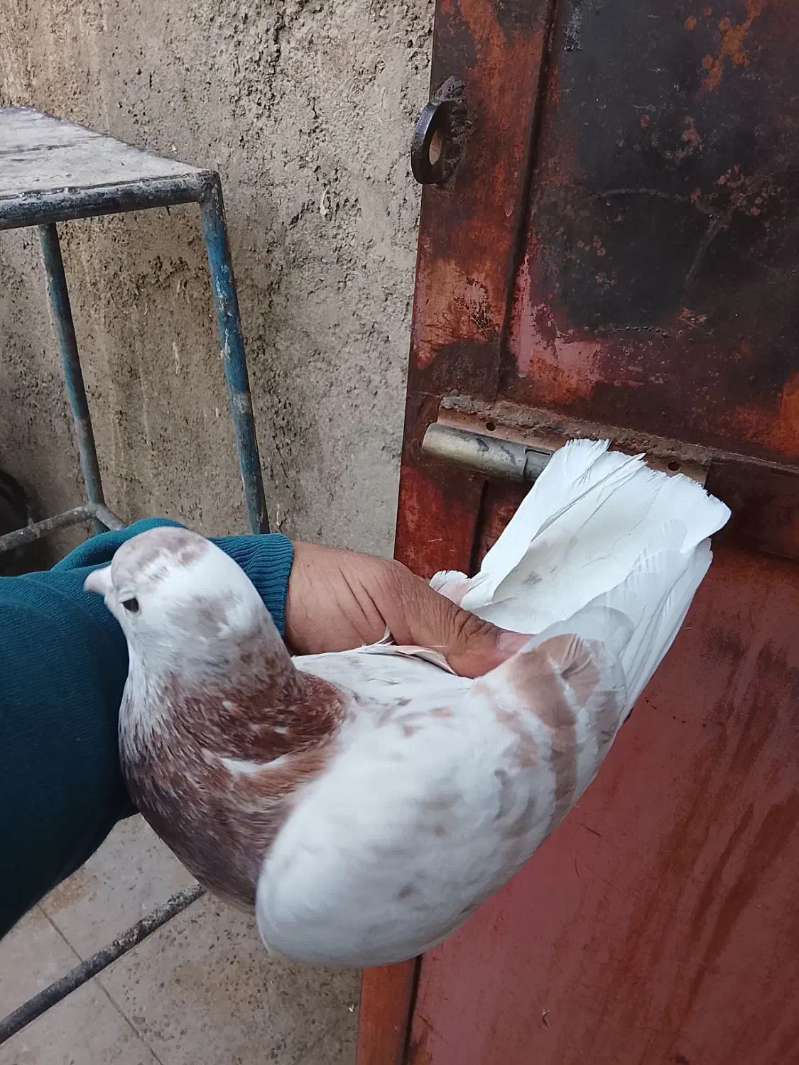 ۱۰۰|پرنده|ری, ولی آباد|دیوار