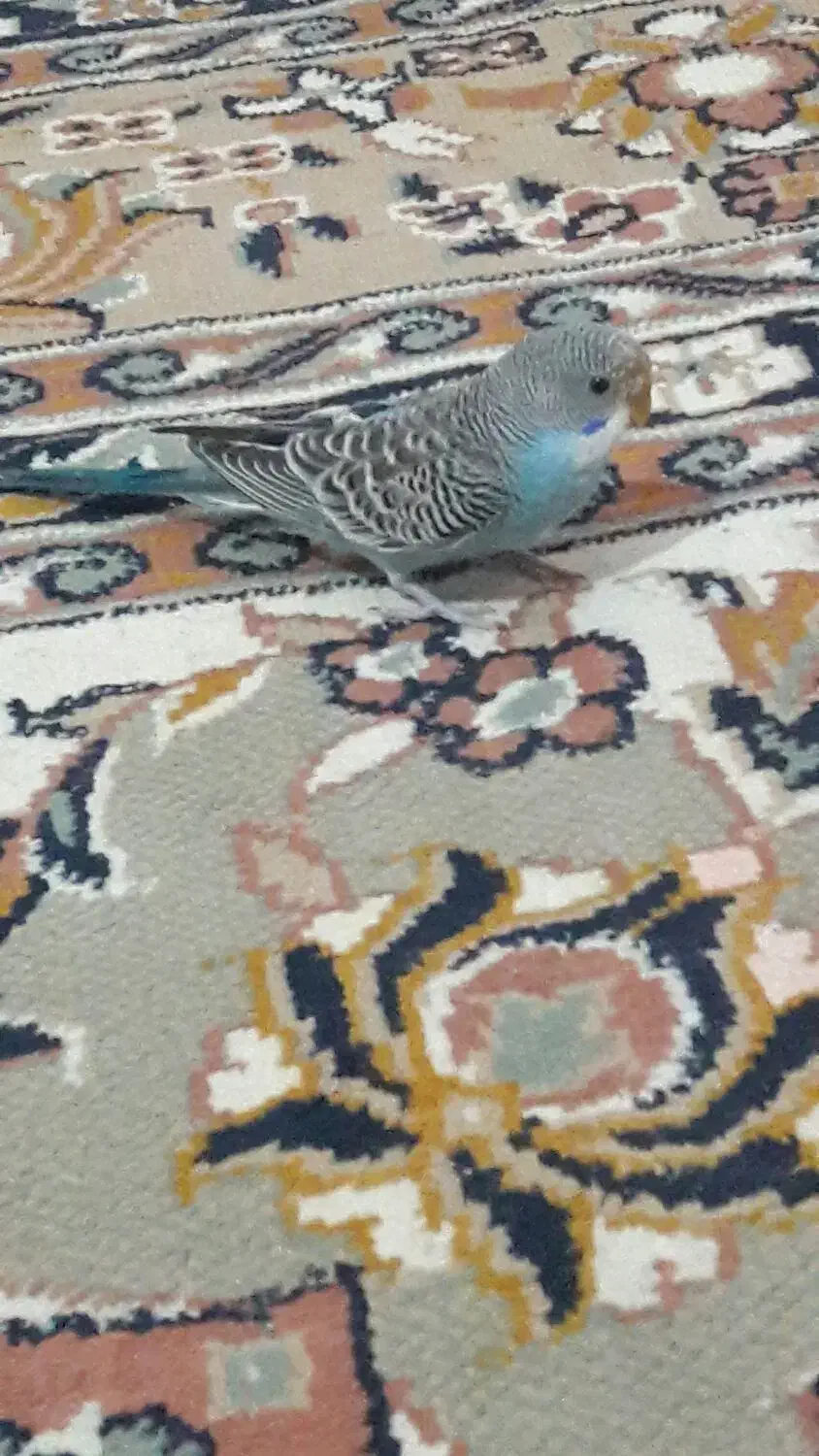 مرغ عشق سالم و بازیگوش|پرنده|سبزوار, توحیدشهر|دیوار