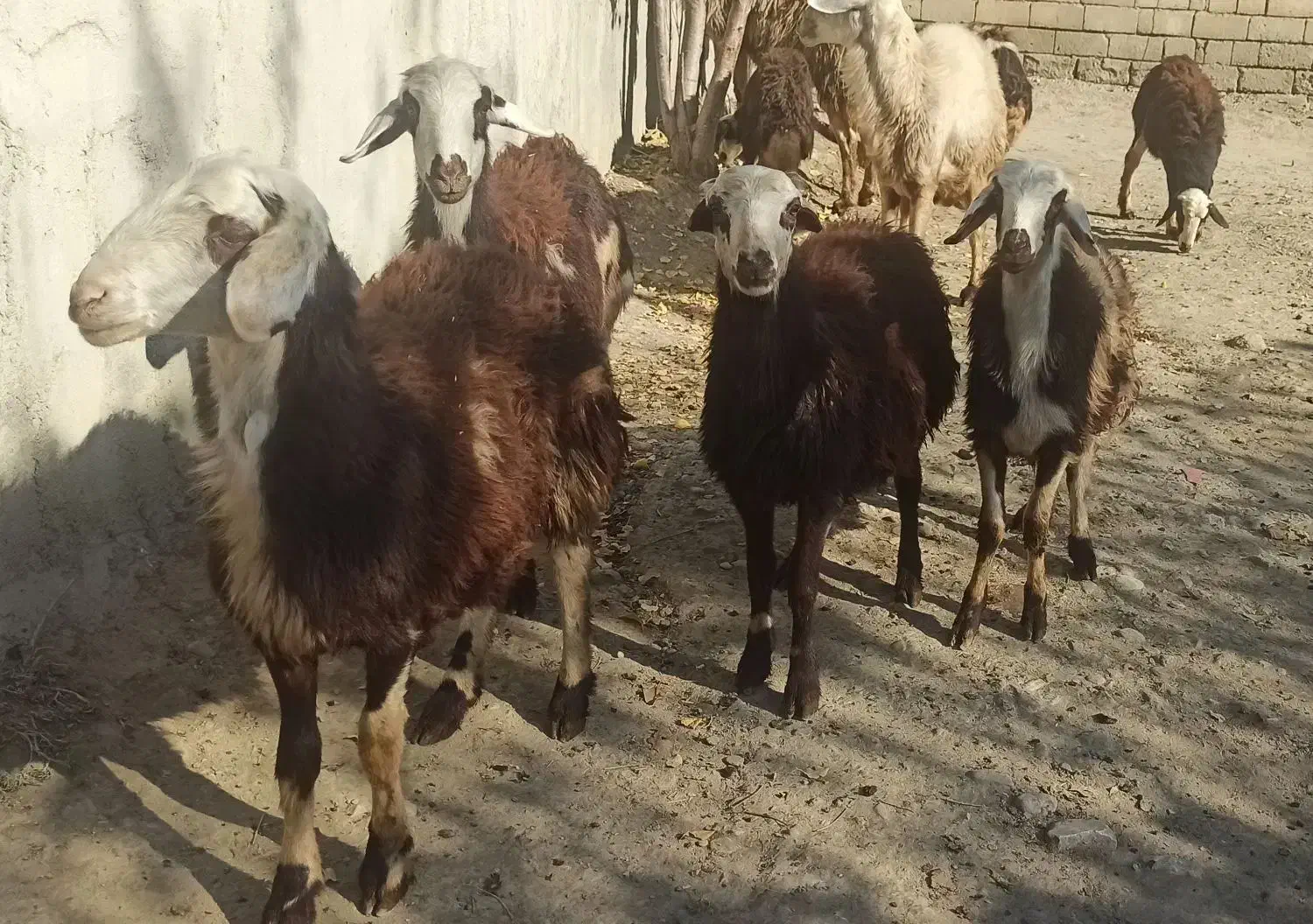 فروش بره میش قوچ پلنگی|حیوانات مزرعه|بروجرد, |دیوار