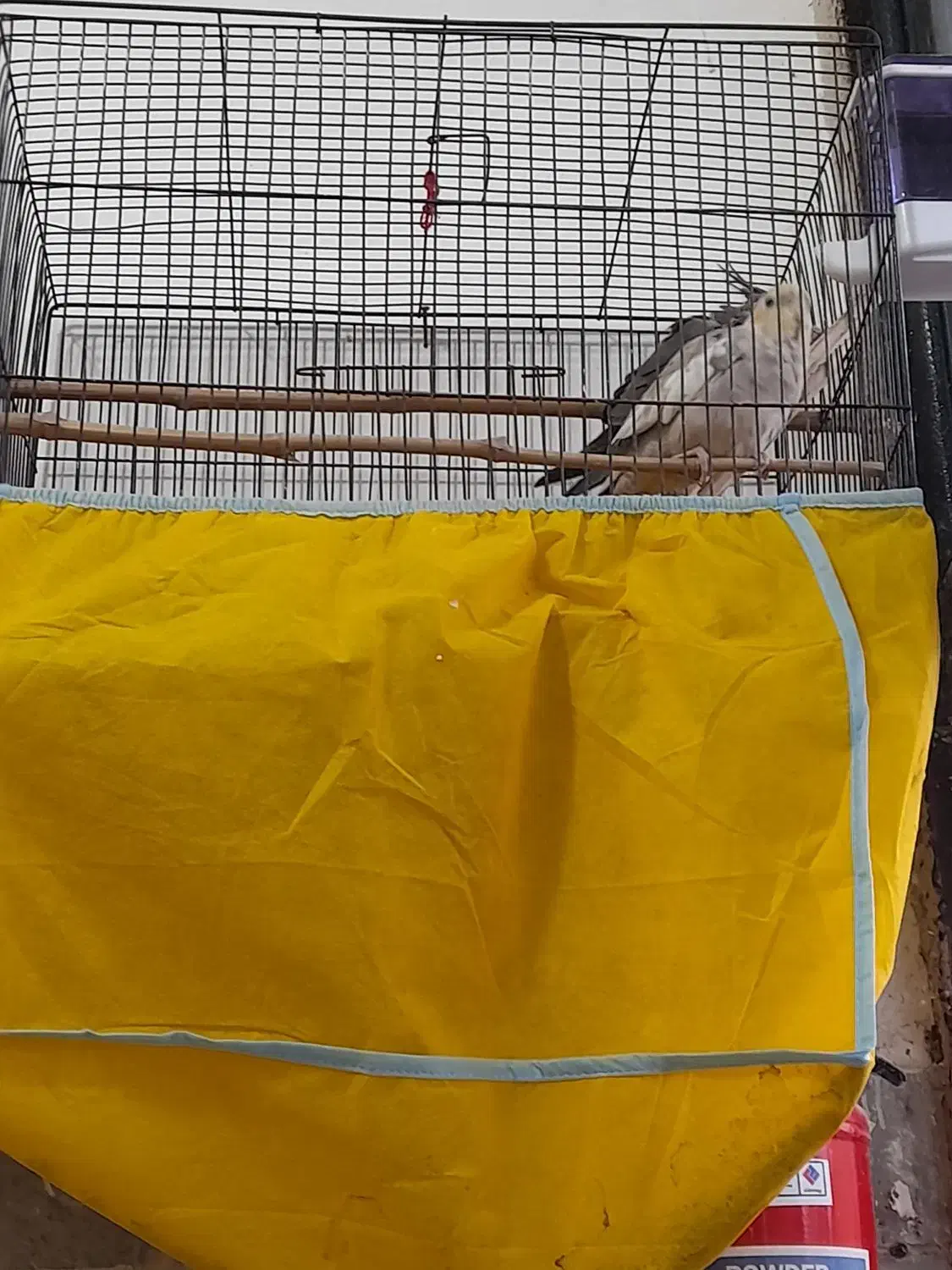 عروس هلندی|پرنده|احمدسرگوراب, |دیوار