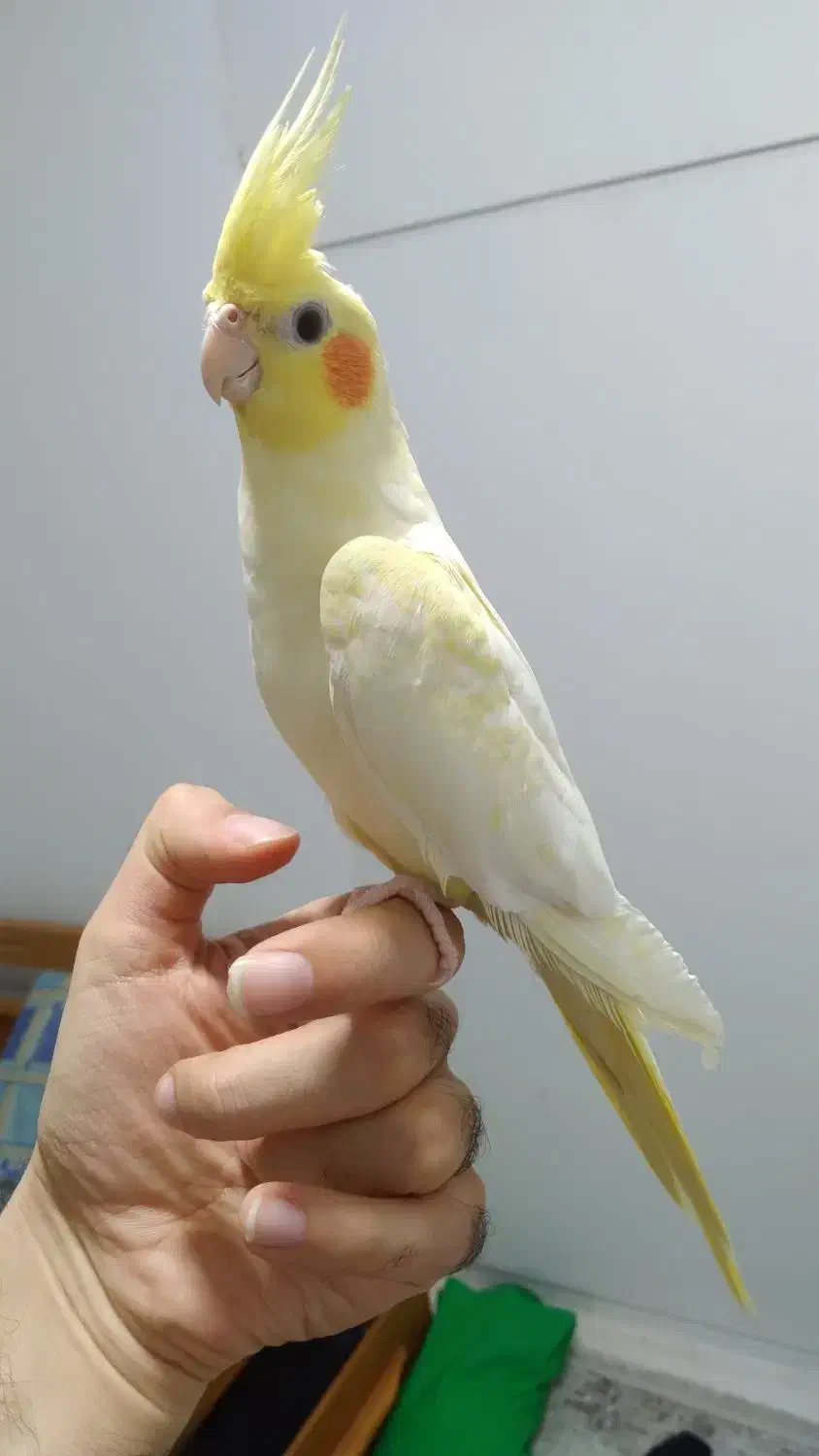 طوطی عروس هلندی های سخنگو و چلوندنی و اموزش دیده|پرنده|قائمشهر, |دیوار