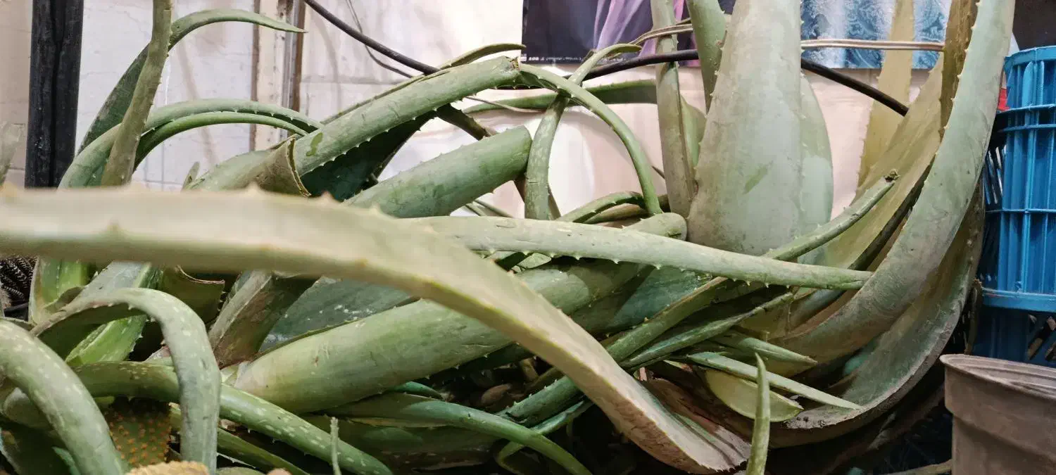 آلوورا|حراج|رشت, چله خانه|دیوار