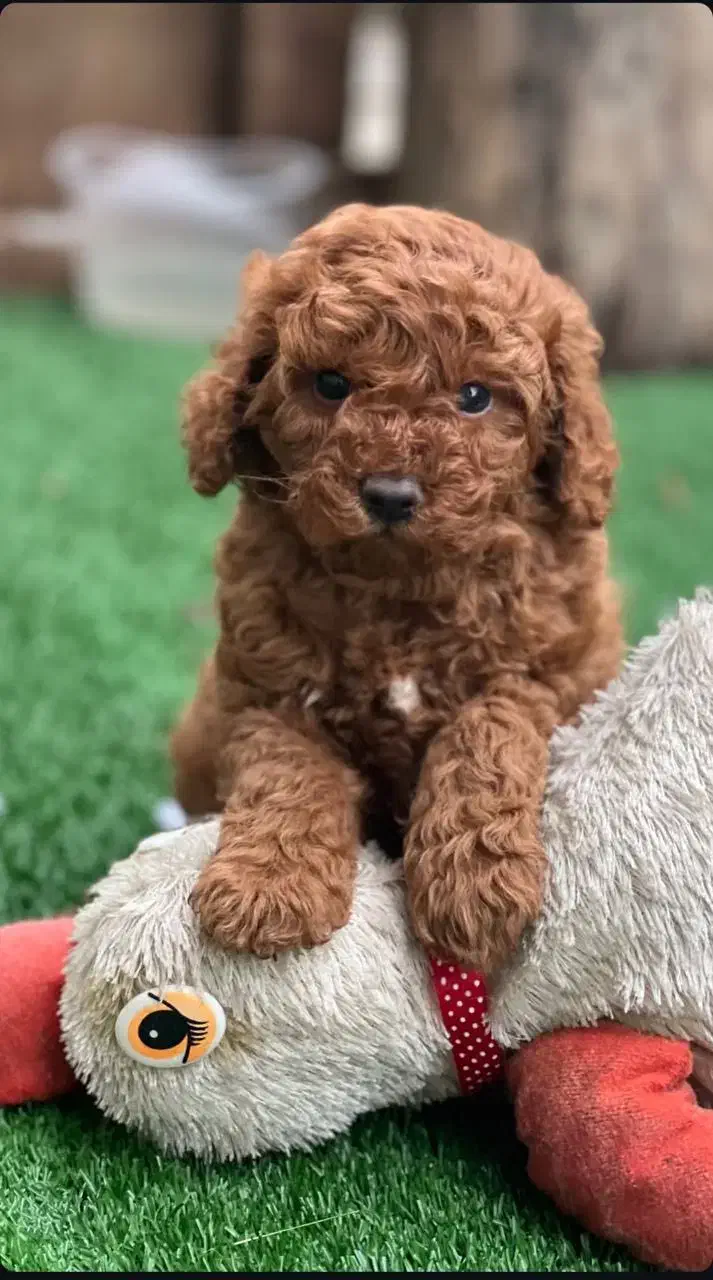 توی پودل اصیل با تضمین اصالت نژاد|سگ|رشت, لاکانی|دیوار