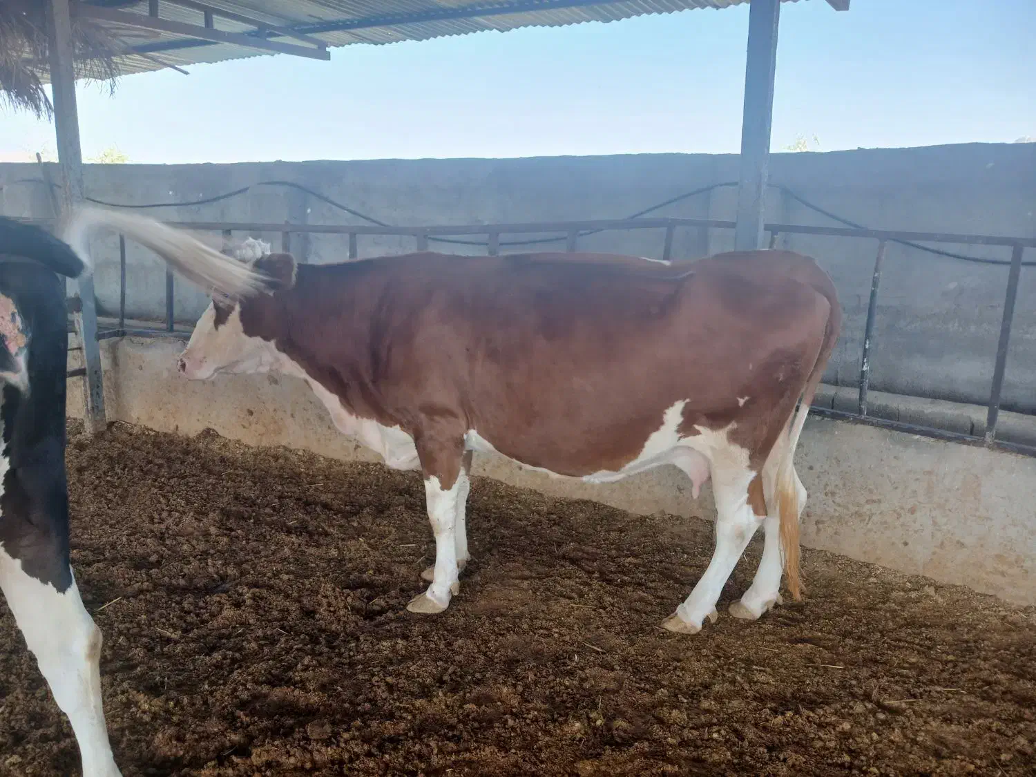 ۳راس گاو آبستن ۸ماهه و۲راس گوساله شیری|حیوانات مزرعه|جره و بالاده, |دیوار