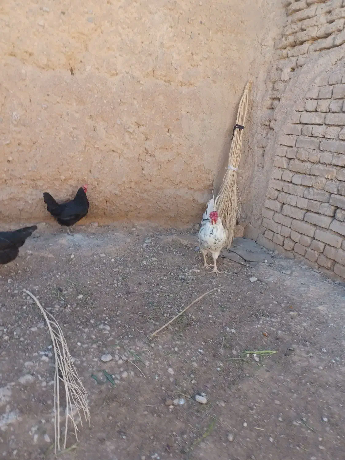 خروس گلین|حیوانات مزرعه|مبارکه, |دیوار