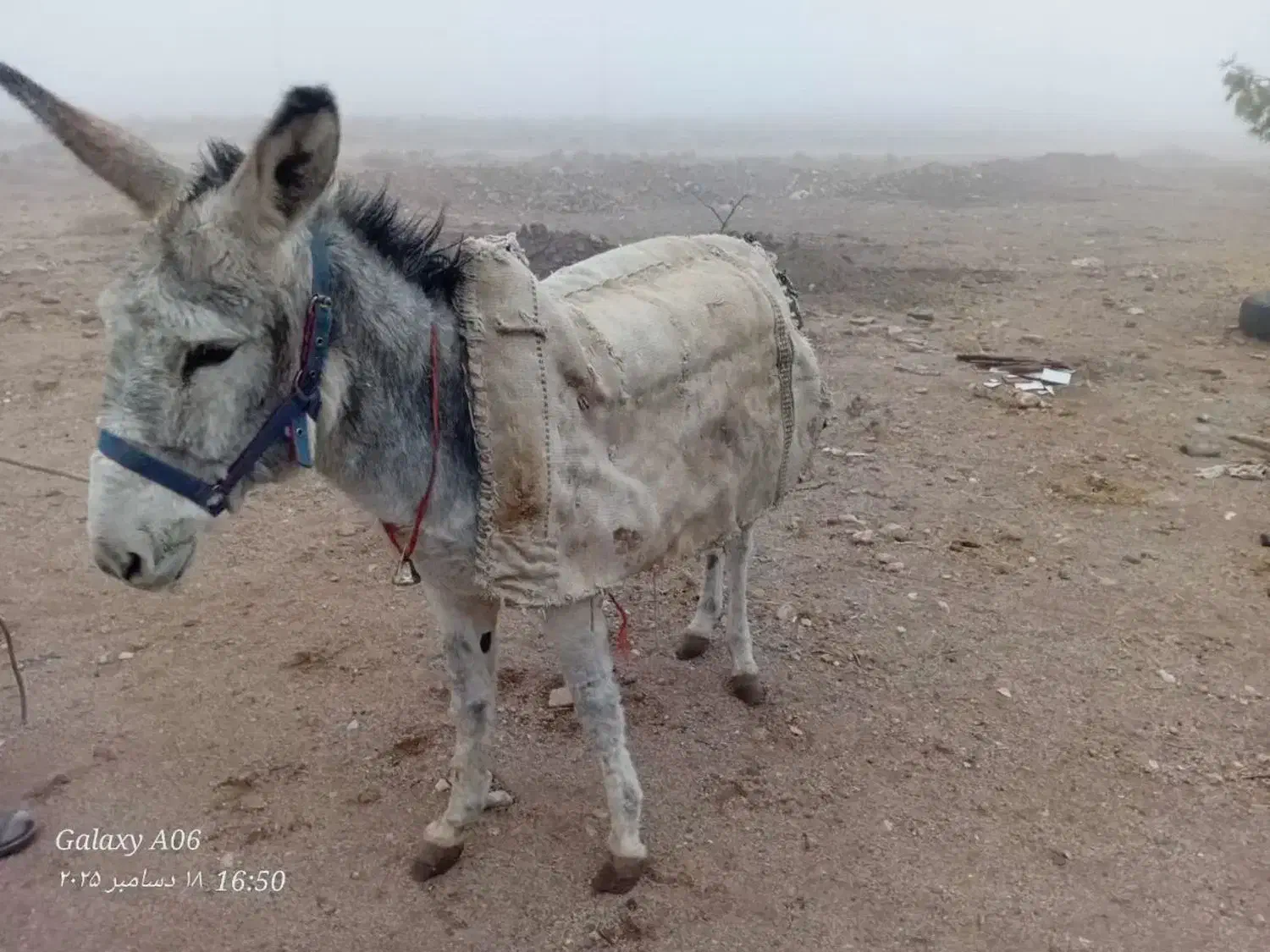 الاغ|حیوانات مزرعه|تفت, |دیوار