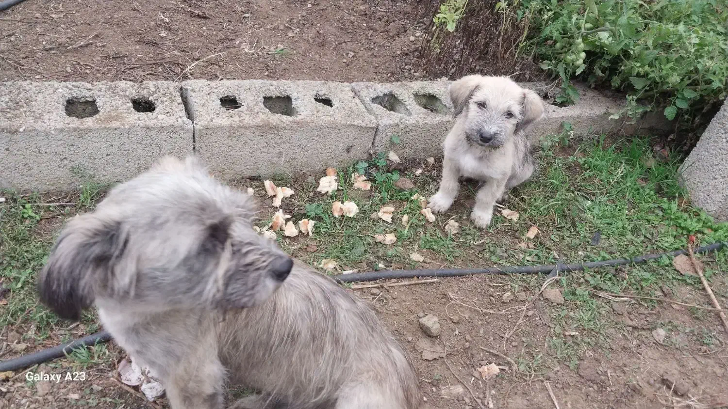 سگ پاراق|سگ|گرمی, |دیوار