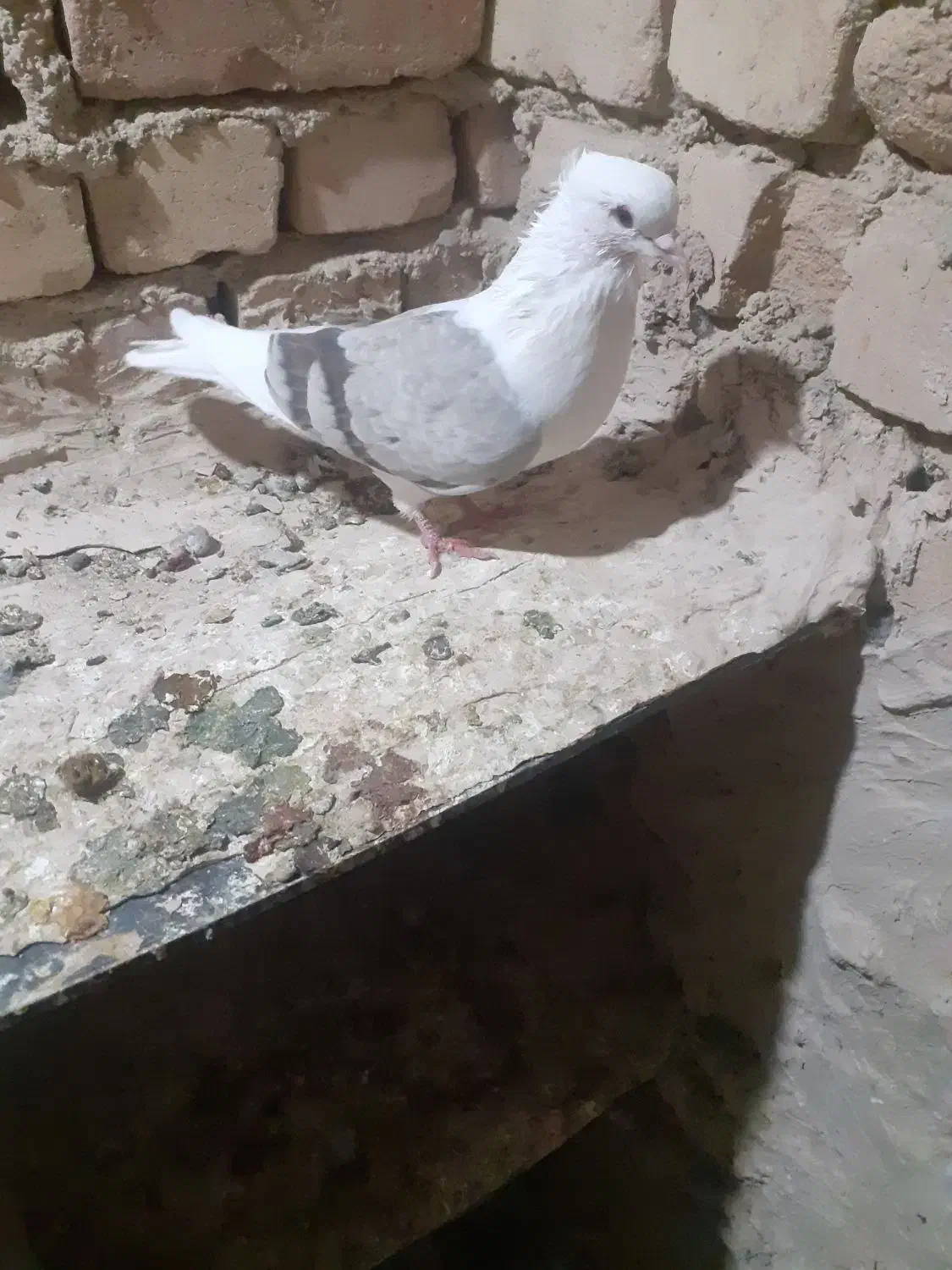 کبوتربی کاکول ماده با کاغذی ماده|پرنده|بیرانوند, |دیوار