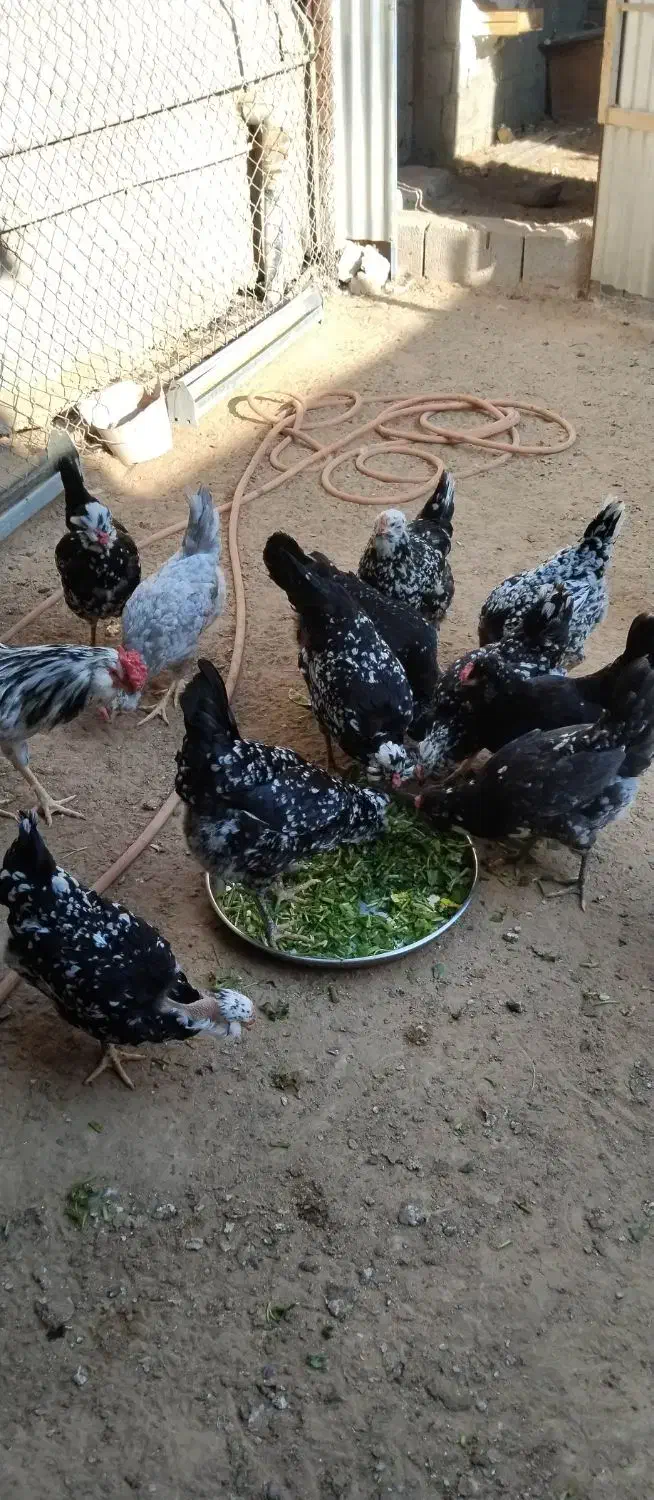 تخم مرغ گلین|حیوانات مزرعه|آبپخش, |دیوار