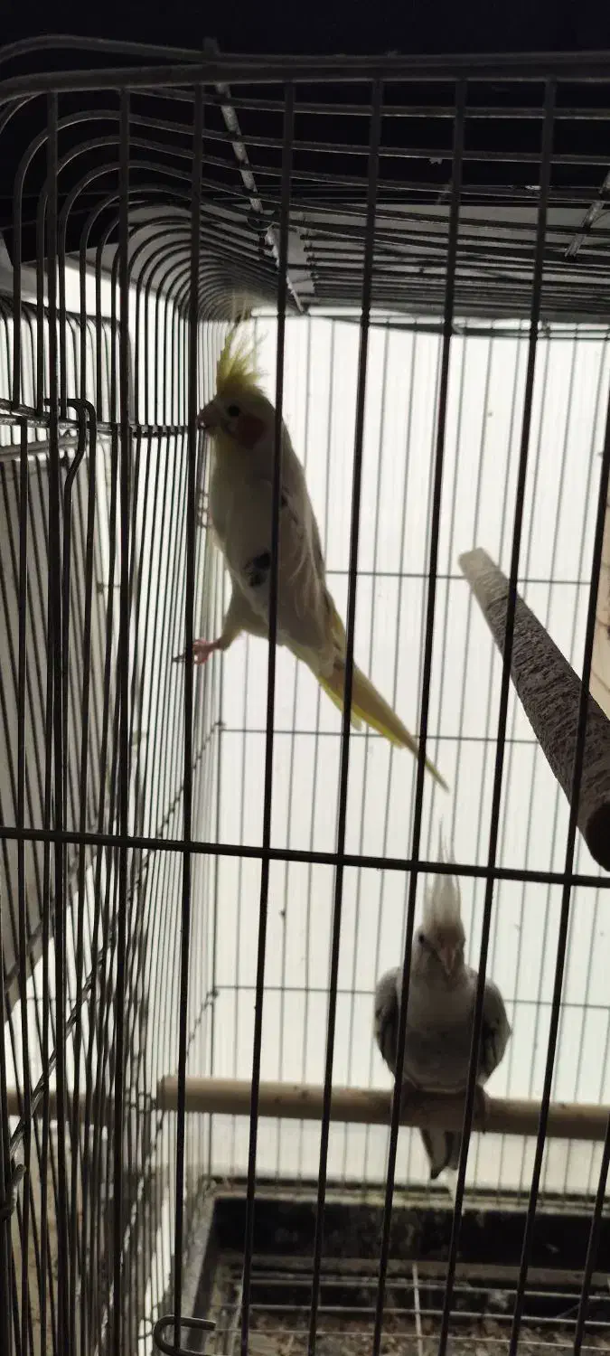 عروس هلندی|پرنده|پاکدشت, پاکدشت (مامازند)|دیوار