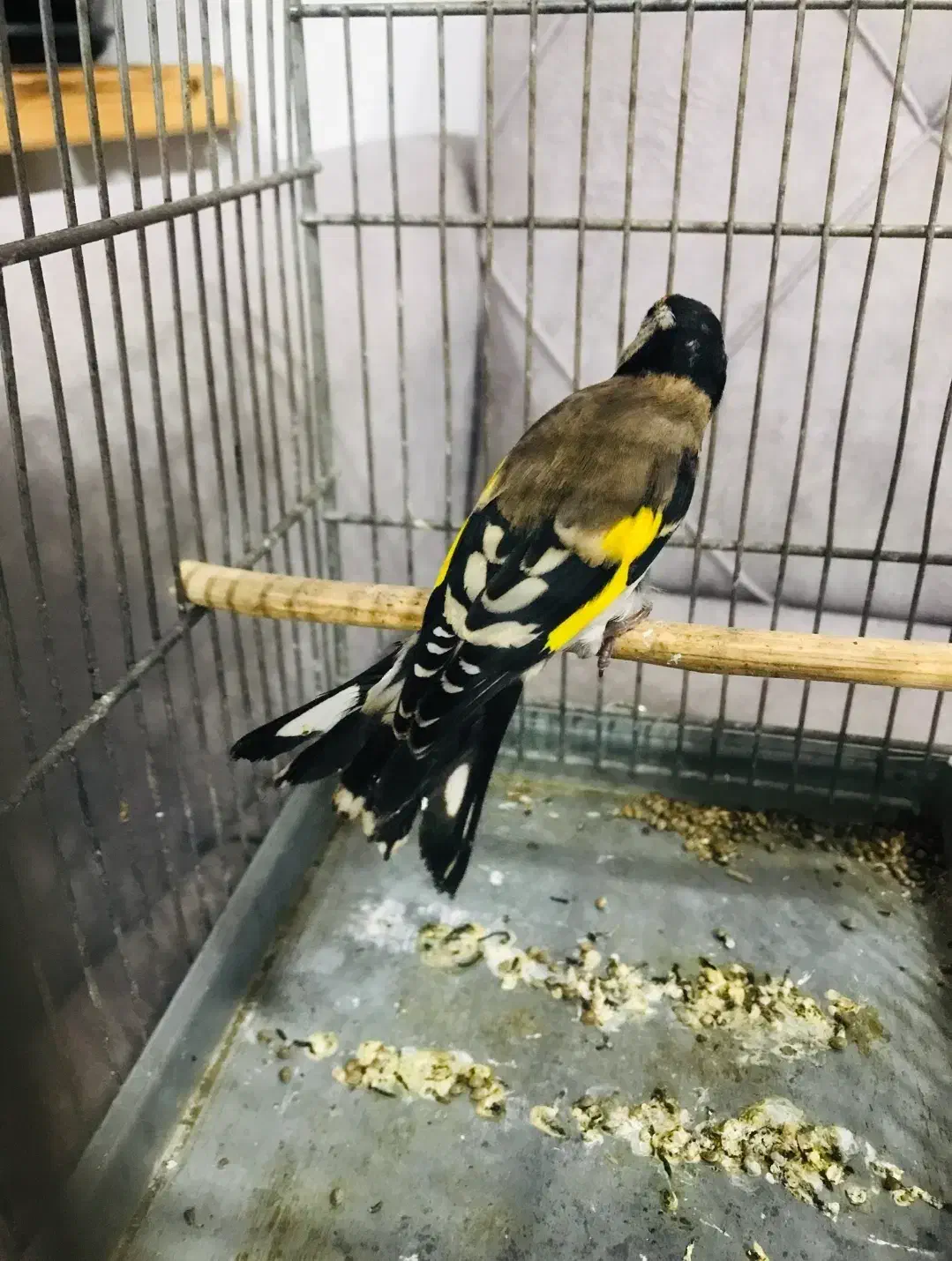 سهره عتیقه|پرنده|پاکدشت, حصار امیر|دیوار