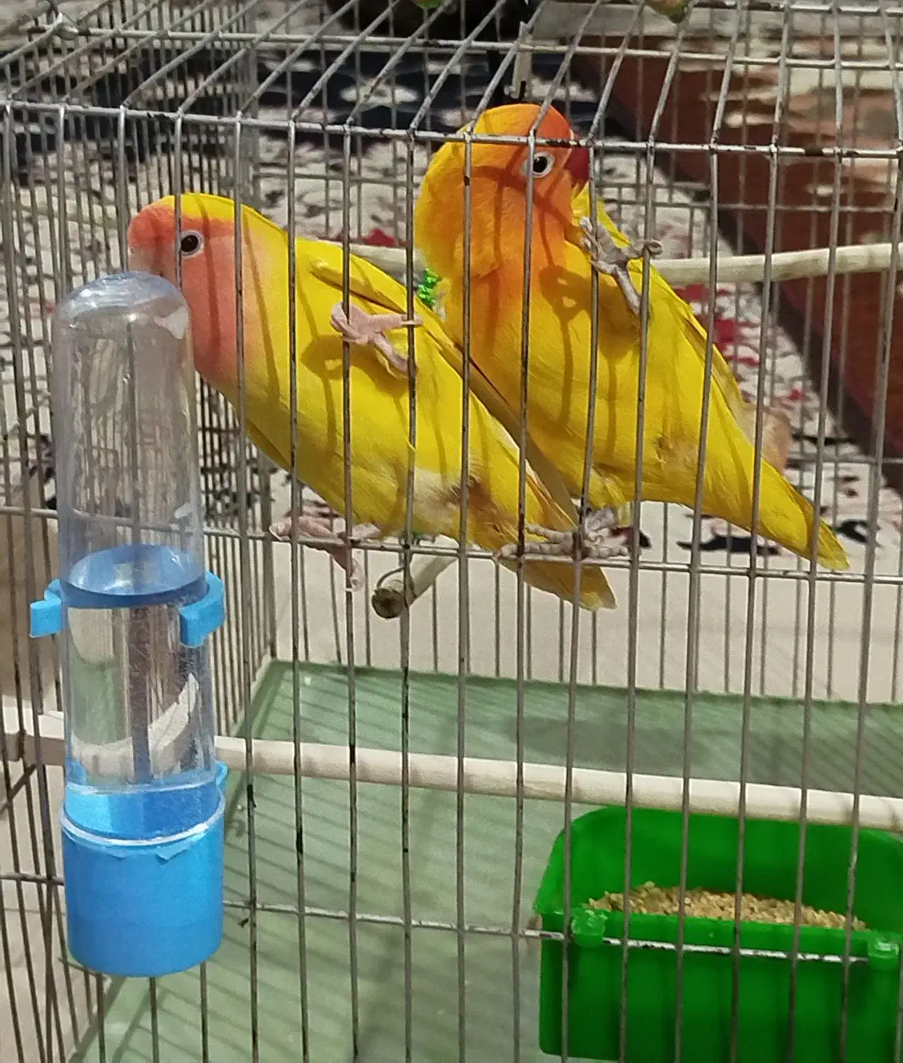 طوطی برزیلی|پرنده|کرمانشاه, |دیوار