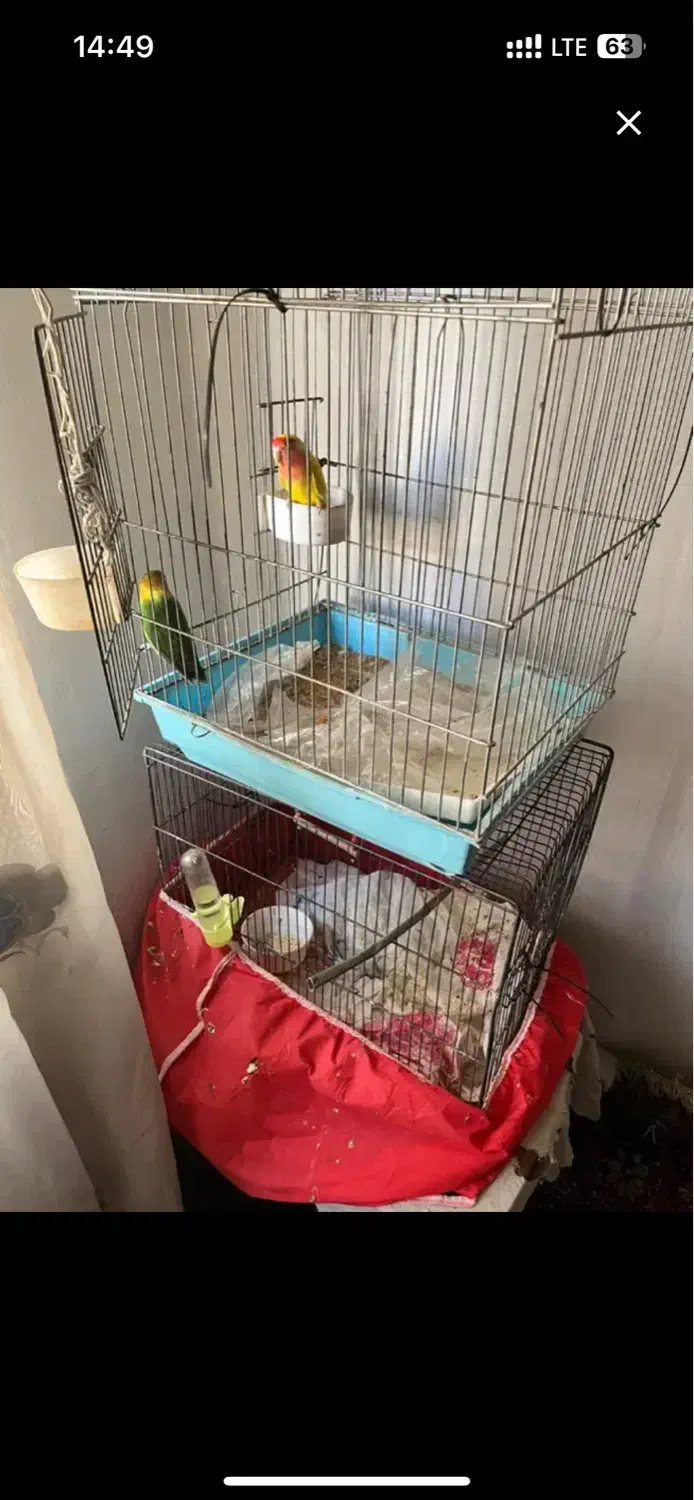 جفت طوطی برزیلی|پرنده|تهران, هفده شهریور|دیوار