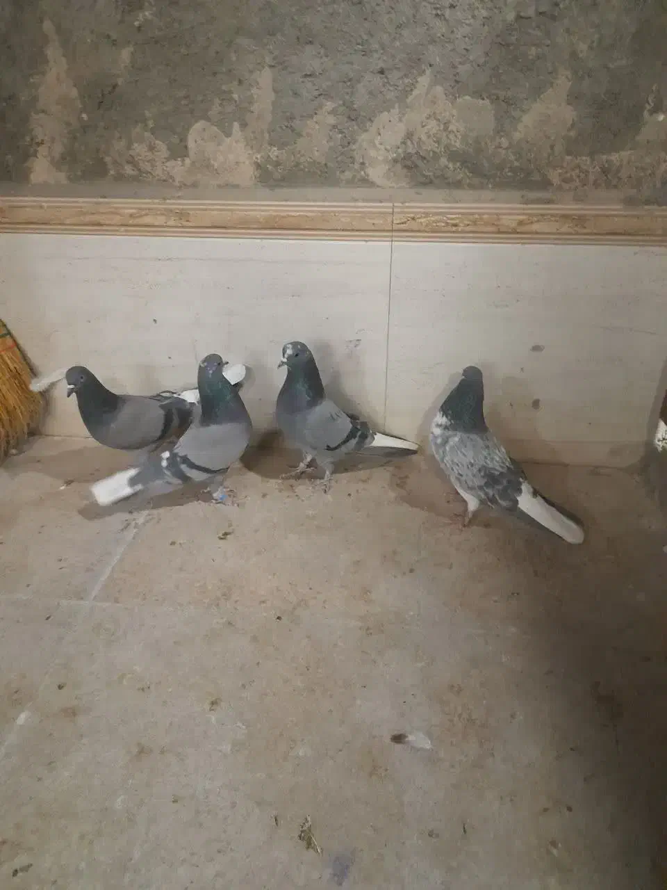 کبوتر مایه پرش سنگین|پرنده|تهران, آرژانتین|دیوار