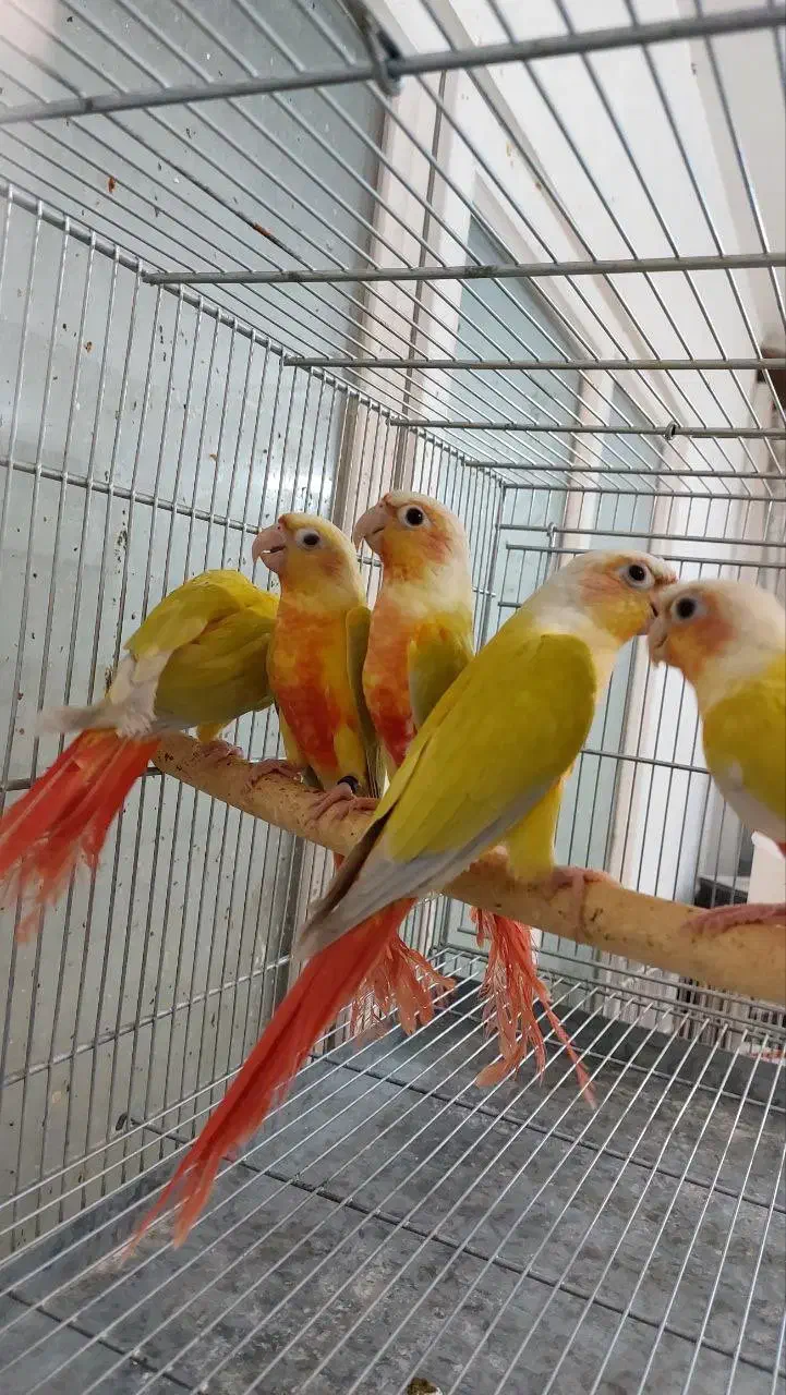 گرینچیک ردچیک طوطی گرین چیک رد چیک پاید فالو|پرنده|بجنورد, |دیوار