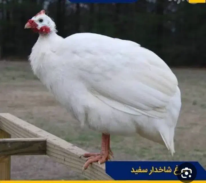 مرغ شاخدار|حیوانات مزرعه|شیراز, کوشک میدان|دیوار