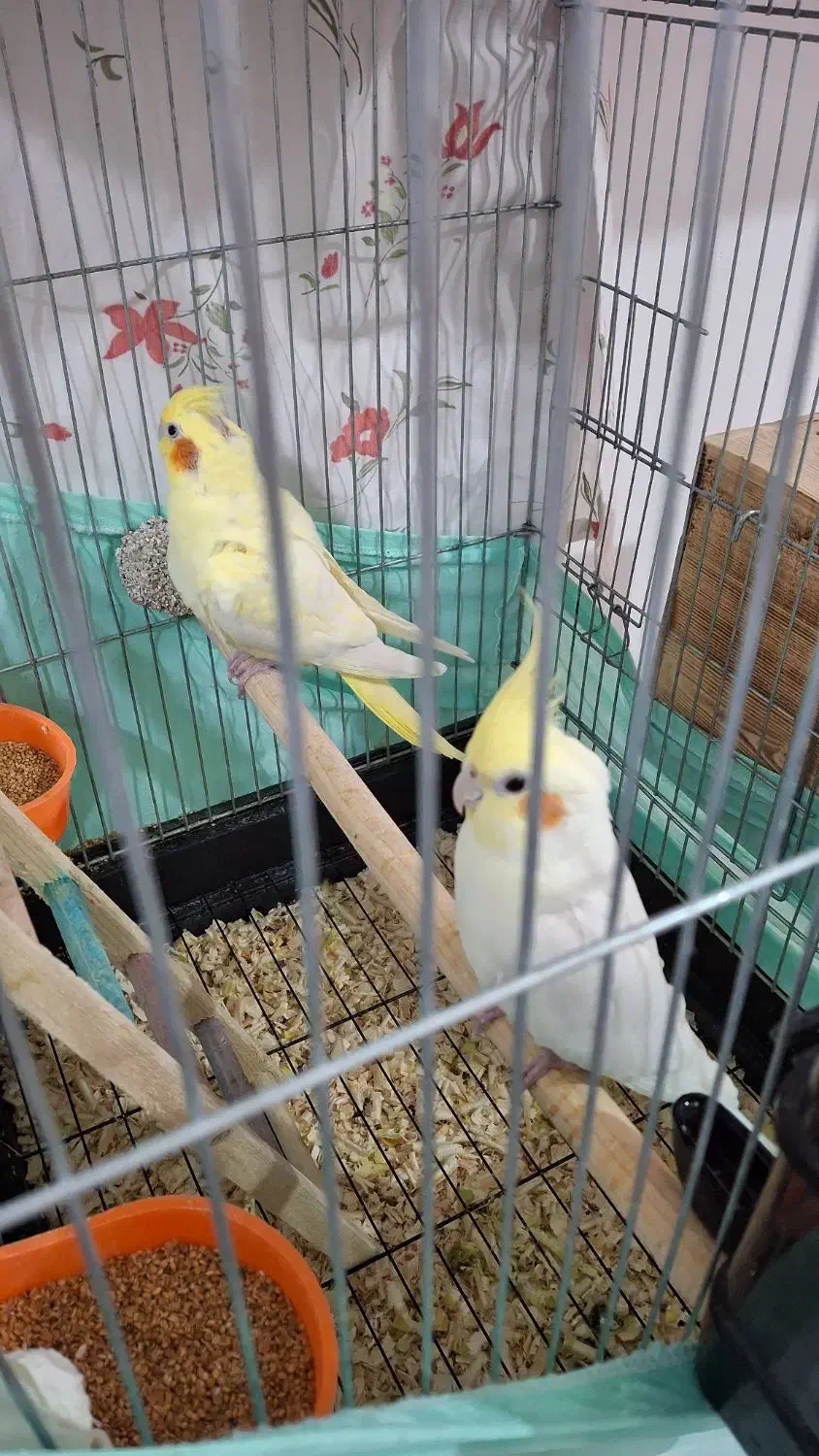 فروش جفت عروس هلندی|پرنده|چمران, |دیوار