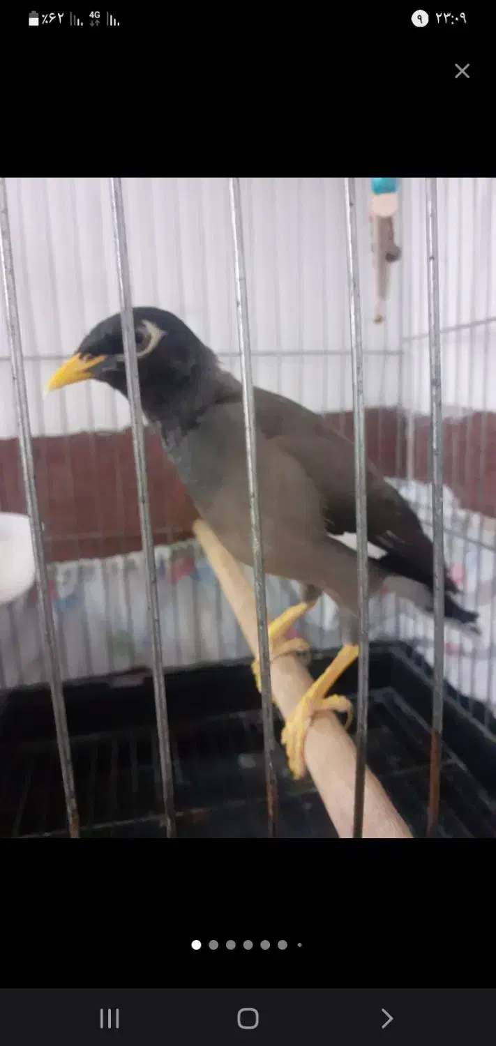 مرغ مینا سخنگو کلام بالا|پرنده|یزد, |دیوار