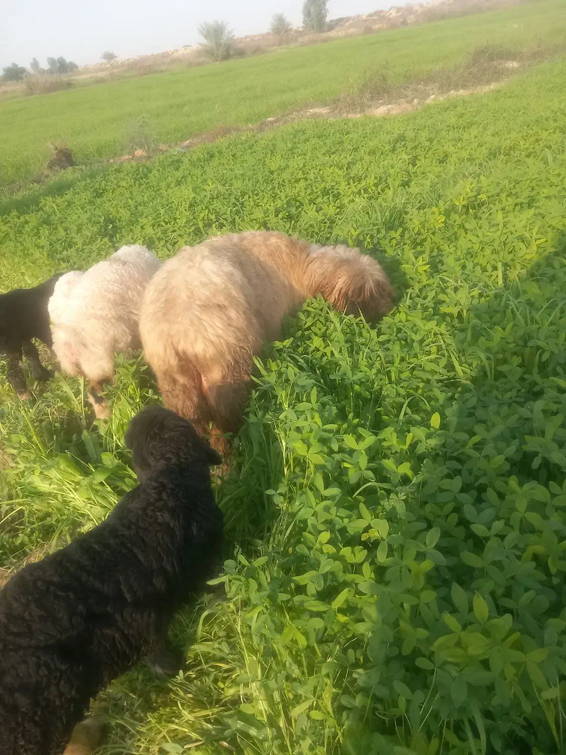 شیشک|حیوانات مزرعه|شوشتر, |دیوار