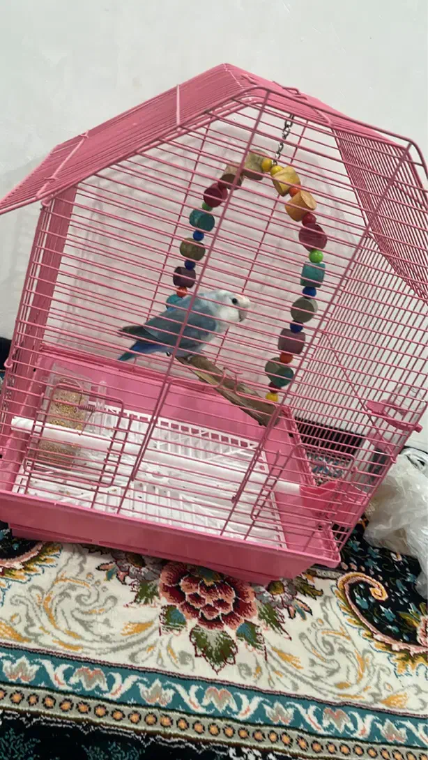 طوطی برزیلی ابی گم شده مژدگانی ۱تومن|حیوانات|بوشهر, |دیوار