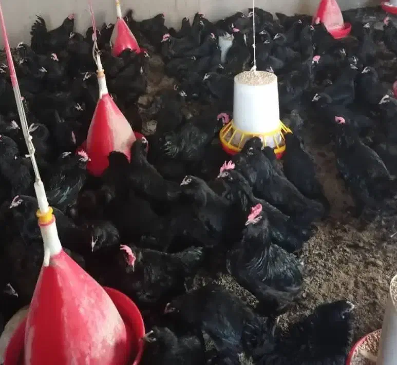 جوجه مرندی یکروزه اصیل|حیوانات مزرعه|تهران, بازار|دیوار