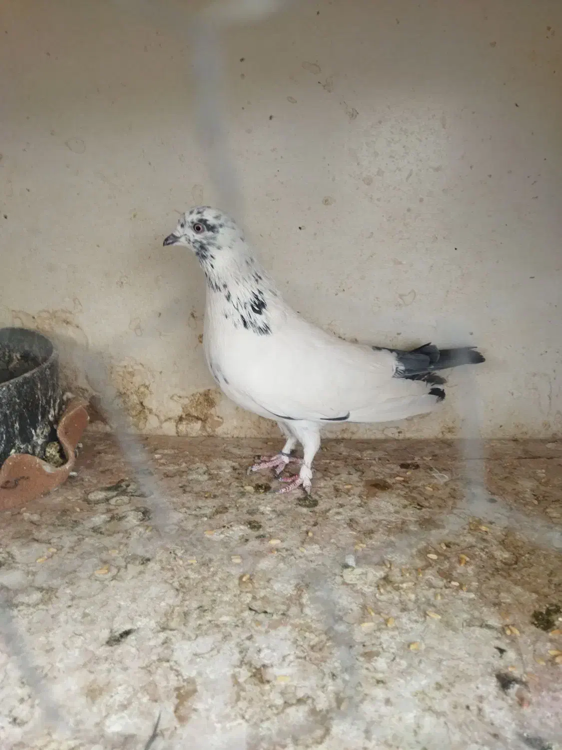 همه عالی به شرط گرفتنی هستن|پرنده|تهران, هاشمی|دیوار