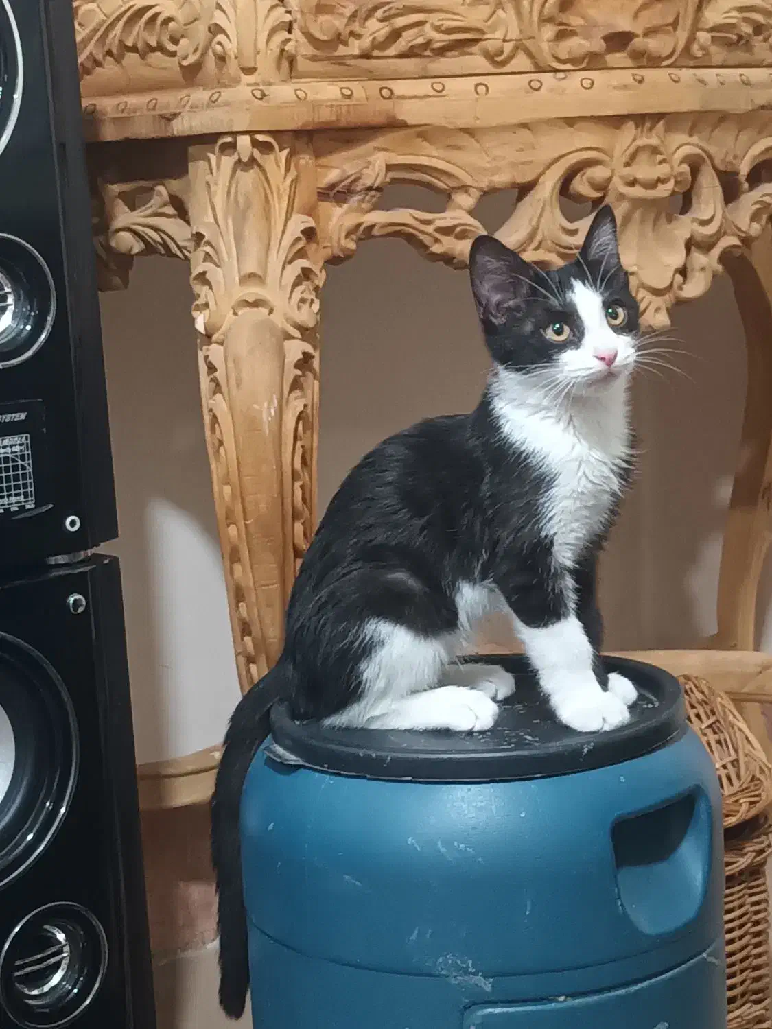 واگذاری رایگان گربه|گربه|اراک, |دیوار