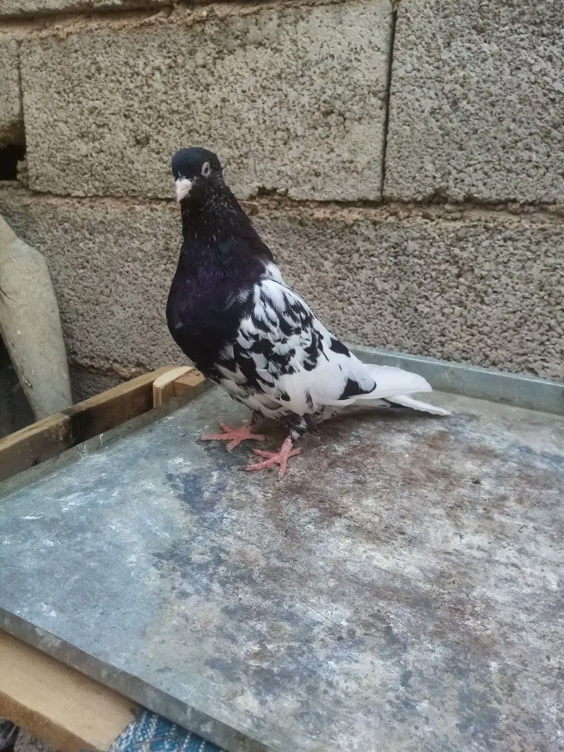 توقی کله سیاه|پرنده|اهواز, رسالت|دیوار