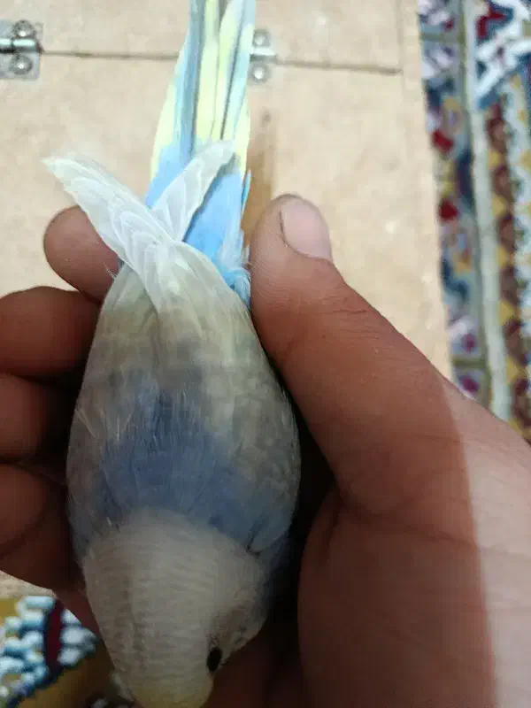 مرغ عشق  خاص|پرنده|شیراز, شهرک جماران|دیوار